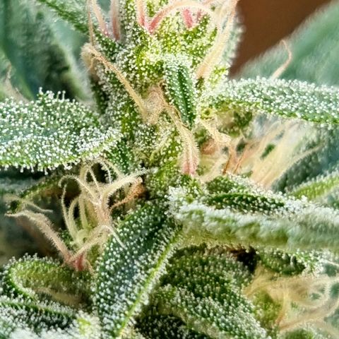 Strawberry Gorilla Fastbuds  growlog timeline photo