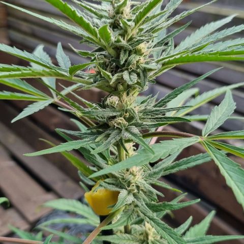 Strawberry Gorilla Fastbuds  growlog timeline photo