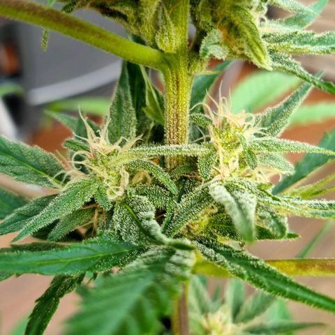Strawberry Gorilla Fastbuds  growlog timeline photo