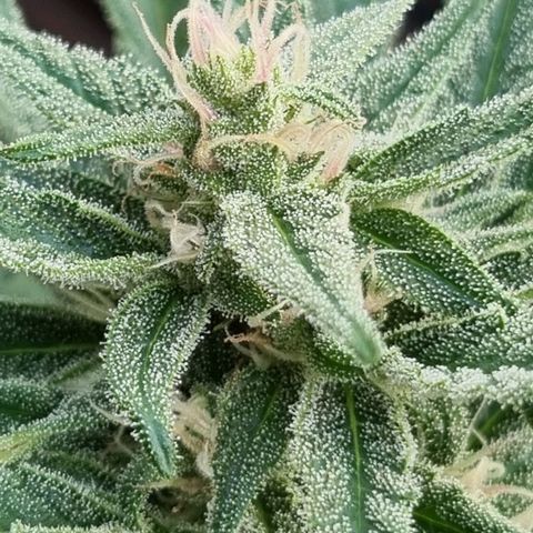 Strawberry Gorilla Fastbuds  growlog timeline photo