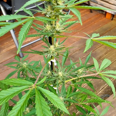 Strawberry Gorilla Fastbuds  growlog timeline photo