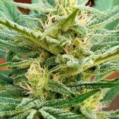 Strawberry Gorilla Fastbuds  growlog timeline photo