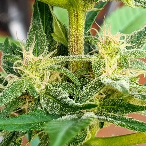 Strawberry Gorilla Fastbuds  growlog timeline photo
