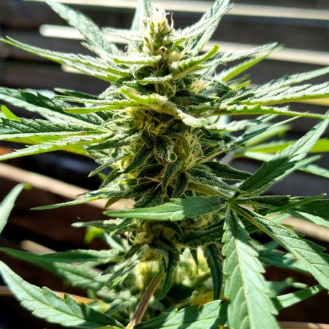 Strawberry Gorilla Fastbuds  growlog timeline photo