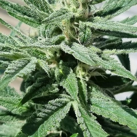 Strawberry Gorilla Fastbuds  growlog timeline photo