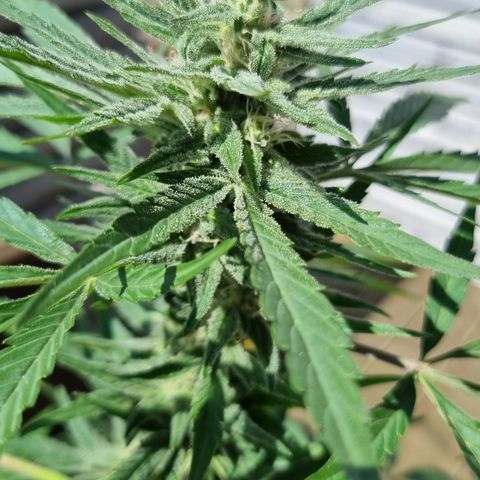 Strawberry Gorilla Fastbuds  growlog timeline photo