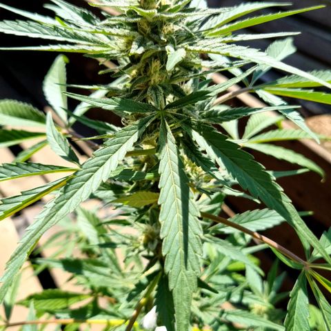 Strawberry Gorilla Fastbuds  growlog timeline photo