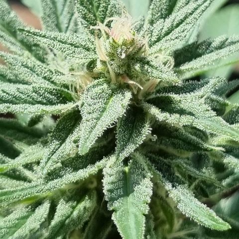 Strawberry Gorilla Fastbuds  growlog timeline photo