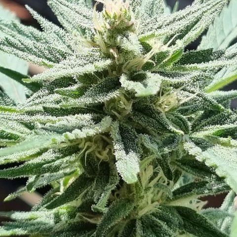 Strawberry Gorilla Fastbuds  growlog timeline photo