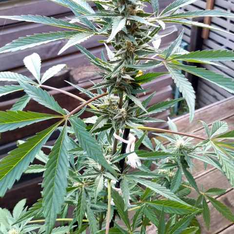 Strawberry Gorilla Fastbuds  growlog timeline photo