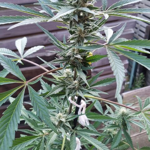 Strawberry Gorilla Fastbuds  growlog timeline photo