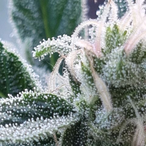 Strawberry Gorilla Fastbuds  growlog timeline photo
