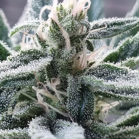 Strawberry Gorilla Fastbuds  growlog timeline photo