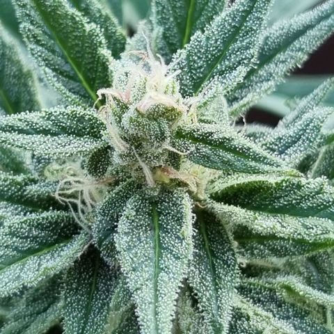 Strawberry Gorilla Fastbuds  growlog timeline photo