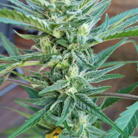Strawberry Gorilla Fastbuds  growlog timeline photo
