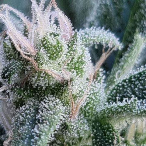 Strawberry Gorilla Fastbuds  growlog timeline photo