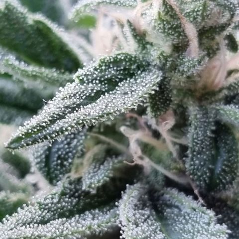 Strawberry Gorilla Fastbuds  growlog timeline photo
