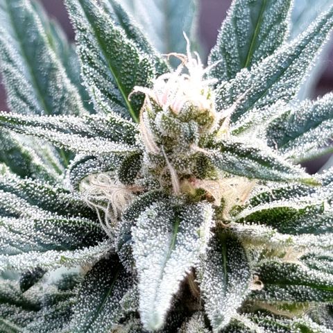 Strawberry Gorilla Fastbuds  growlog timeline photo
