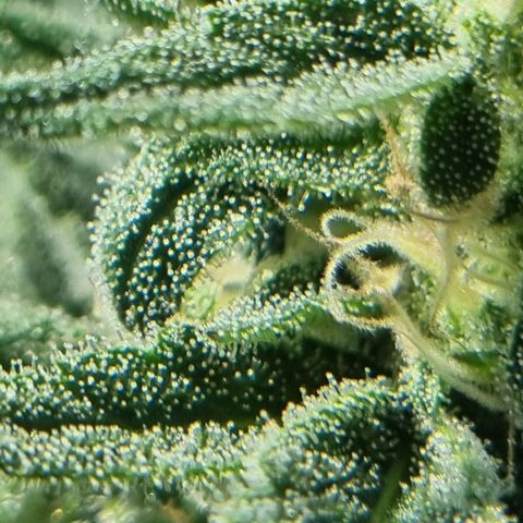 Strawberry Gorilla Fastbuds  growlog timeline photo