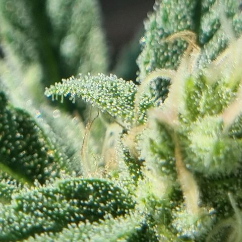 Strawberry Gorilla Fastbuds  growlog timeline photo