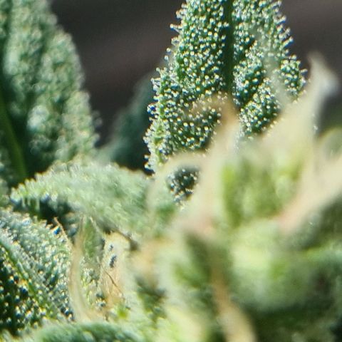 Strawberry Gorilla Fastbuds  growlog timeline photo