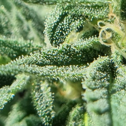 Strawberry Gorilla Fastbuds  growlog timeline photo