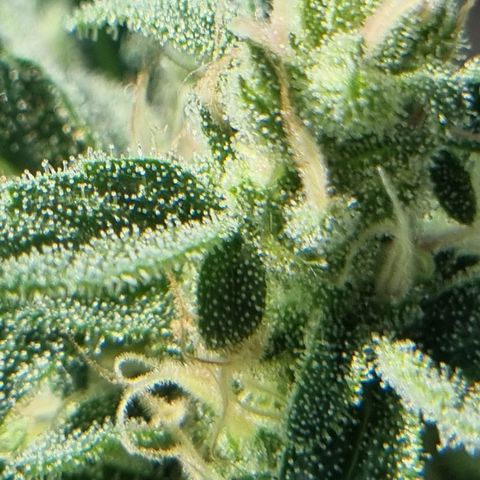 Strawberry Gorilla Fastbuds  growlog timeline photo