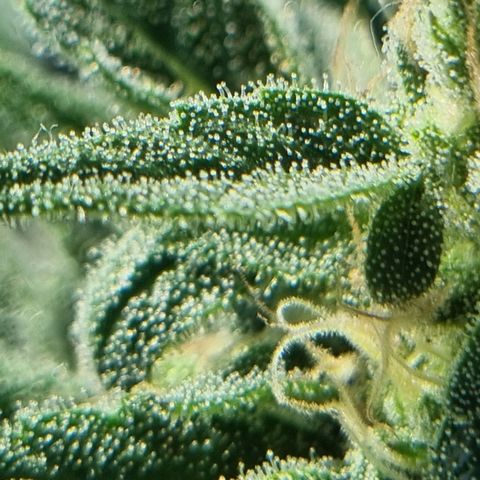 Strawberry Gorilla Fastbuds  growlog timeline photo