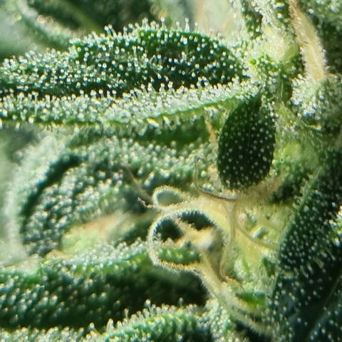 Strawberry Gorilla Fastbuds  growlog timeline photo