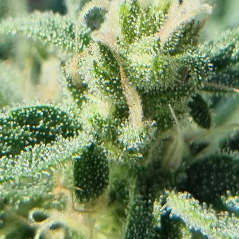 Strawberry Gorilla Fastbuds  growlog timeline photo