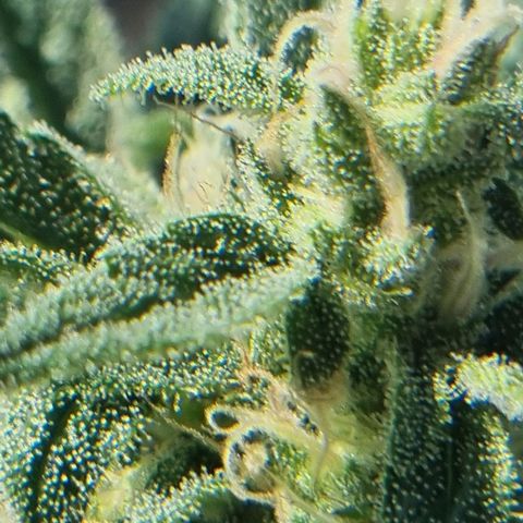 Strawberry Gorilla Fastbuds  growlog timeline photo