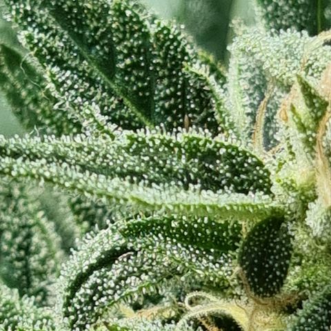 Strawberry Gorilla Fastbuds  growlog timeline photo