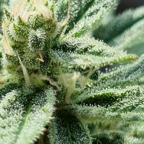 Strawberry Gorilla Fastbuds  growlog timeline photo