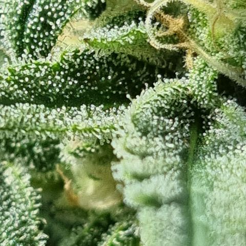 Strawberry Gorilla Fastbuds  growlog timeline photo