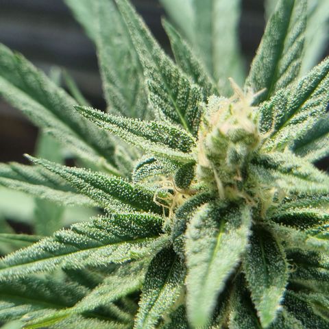 Strawberry Gorilla Fastbuds  growlog timeline photo