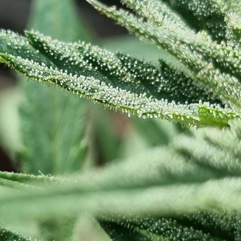 Strawberry Gorilla Fastbuds  growlog timeline photo
