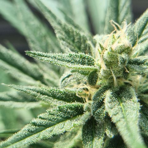 Strawberry Gorilla Fastbuds  growlog timeline photo