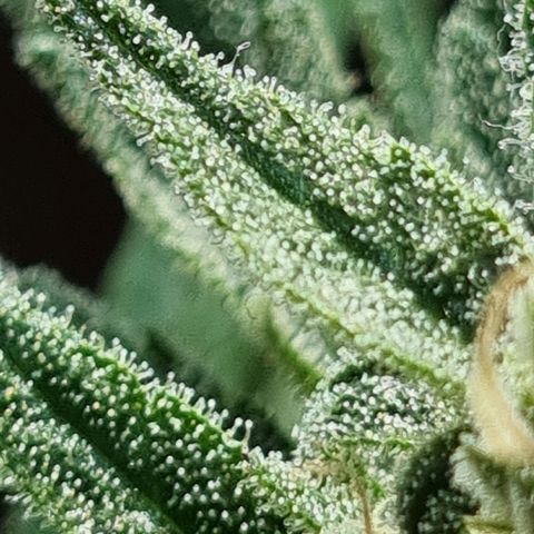 Strawberry Gorilla Fastbuds  growlog timeline photo
