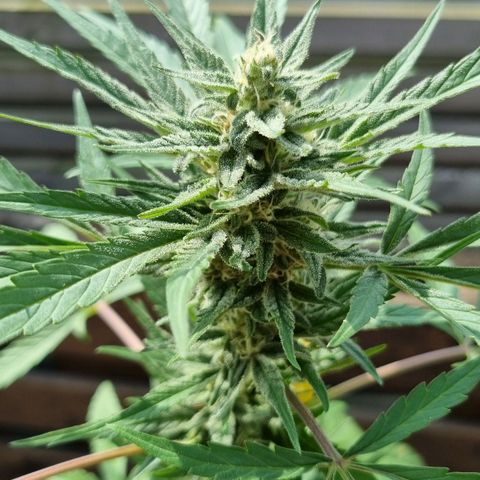 Strawberry Gorilla Fastbuds  growlog timeline photo