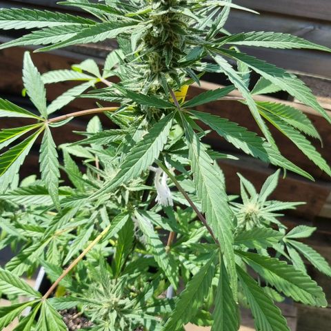 Strawberry Gorilla Fastbuds  growlog timeline photo
