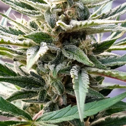 Strawberry Gorilla Fastbuds  growlog timeline photo