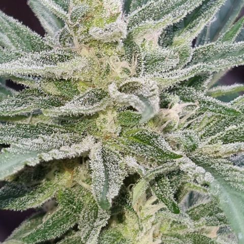 Strawberry Gorilla Fastbuds  growlog timeline photo