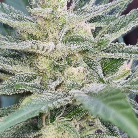 Strawberry Gorilla Fastbuds  growlog timeline photo