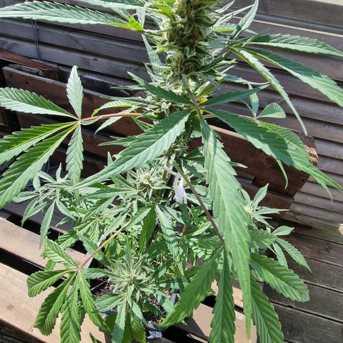 Strawberry Gorilla Fastbuds  growlog timeline photo