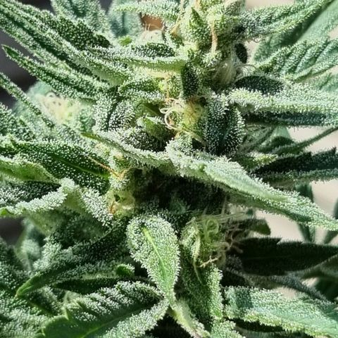 Strawberry Gorilla Fastbuds  growlog timeline photo