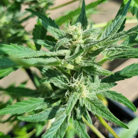 Strawberry Gorilla Fastbuds  growlog timeline photo