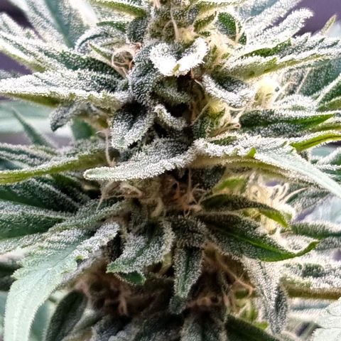 Strawberry Gorilla Fastbuds  growlog timeline photo