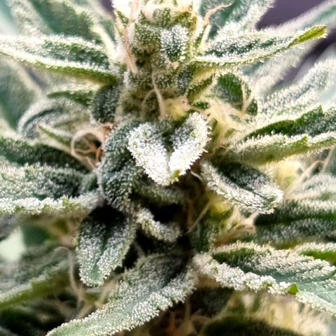 Strawberry Gorilla Fastbuds  growlog timeline photo