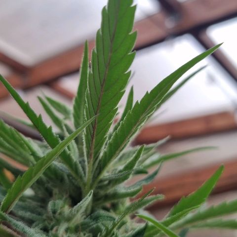 Strawberry Gorilla Fastbuds  growlog timeline photo