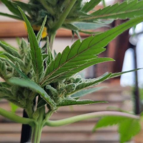 Strawberry Gorilla Fastbuds  growlog timeline photo